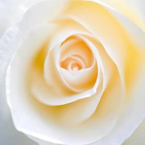 Meet your Posher, Sacha